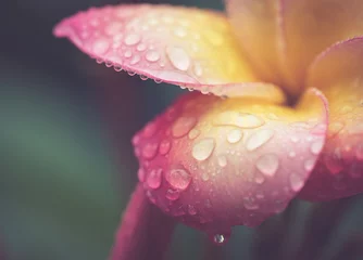 Foto auf Acrylglas Frangipani Wassertropfen auf Blütenblatt Plumeria-Blume im Retro-Effekt