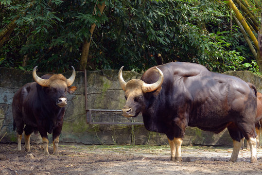 Indian gaur