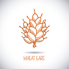 wheat ear