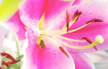 Obraz na płótnie Canvas pink lily and bee