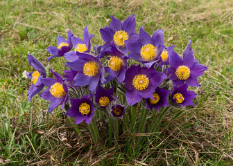 Bunch of spring flowers