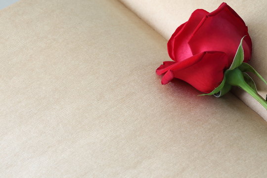 red rose flower on blank paper page for creative your message te