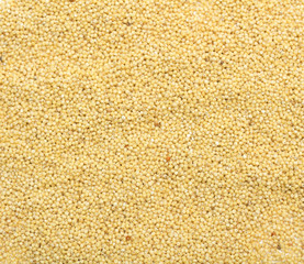 Yellow millet. Background. Photo.