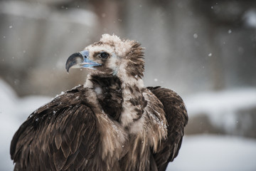 Griffon Vulture - Portrait in winter