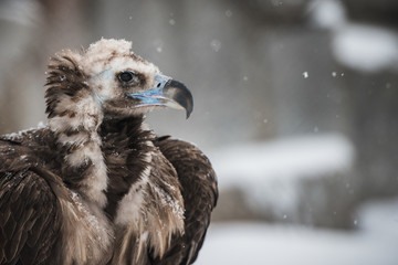 Griffon Vulture - Portrait in winter