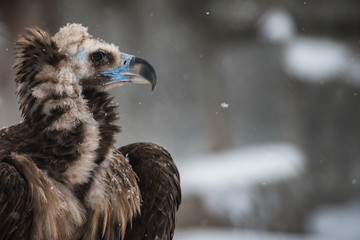 Fototapeta premium Griffon Vulture - Portrait in winter
