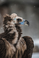 Griffon Vulture - Portrait in winter