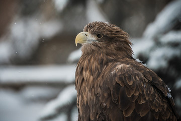 Eagle