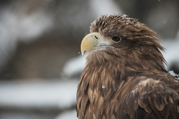 Eagle