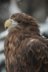 Eagle