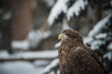 Eagle