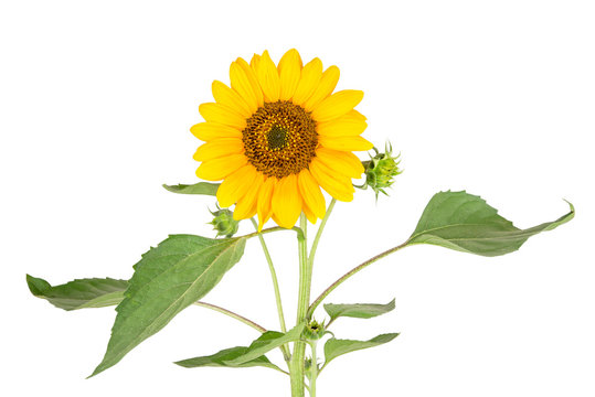 a flowering sunflower