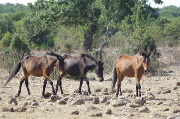 Fototapeta premium Sardegna Cavallini della Giara