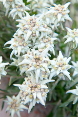 Edelweiss