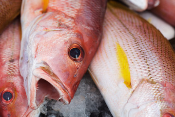 Background of fresh red bass fish