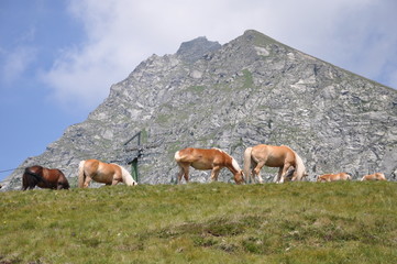 Fototapeta na wymiar Haflinger in Südtirol