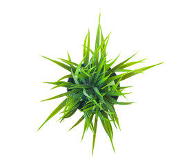 The green grass.