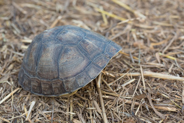 Asian Box Turtle (Cuora spp.) in Thailand