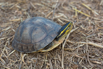 Fototapeta premium Asian Box Turtle (Cuora spp.) in Thailand