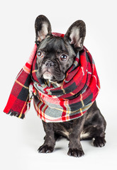 puppy wrapped in a warm scarf