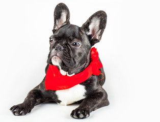 puppy in a red scarf