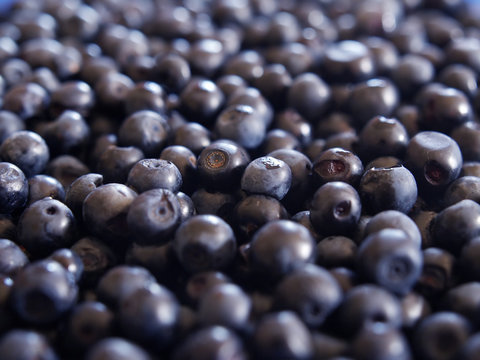 Blueberries background texture wallpaper