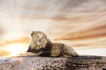 Photo sur Aluminium Lion Grand lion allongé sur un rocher