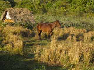 Cheval dans un champ près d'une hutte.