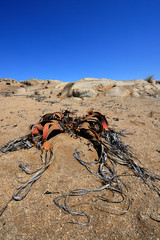 Welwitschia mirabilis