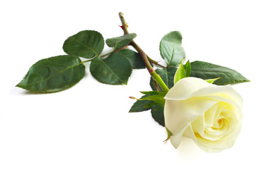 Obraz premium White rose