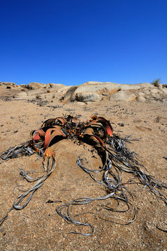 Welwitschia mirabilis
