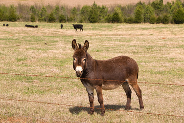Protecting the herd