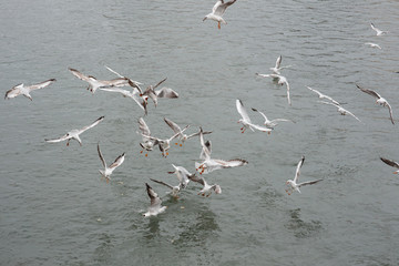 many seagulls fighting for the food