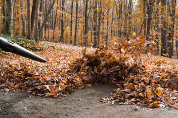 Blowing Leaves