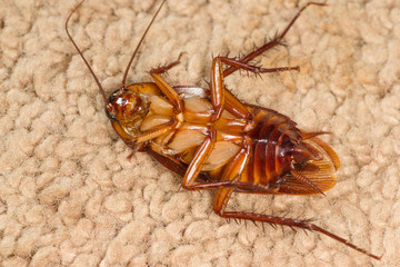 Cockroach on its back