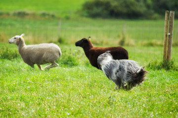 Bearded border herding two sheep