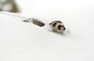 Forest polecat