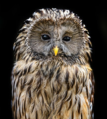  two-tailed owl