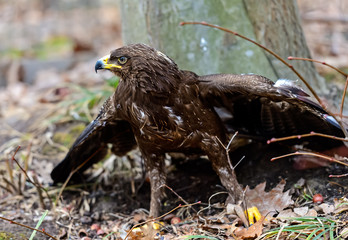Eagle