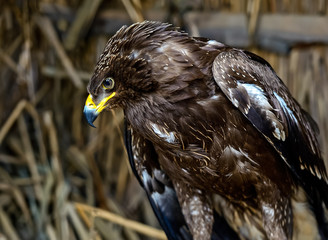 Eagle
