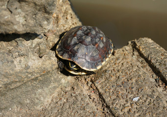 Turtles Sunning