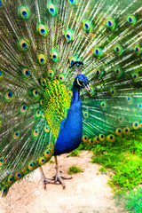 Obraz premium Peacock