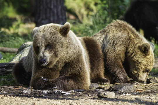 Brown bear (Ursus  arctos) resting in the sunshine