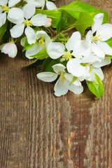 Fototapeta premium Apple blossom