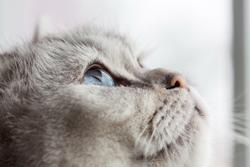 Schläfrig blaue Augen