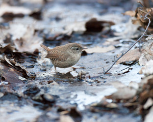 Eurasian Wren (Troglodytes troglodytes)