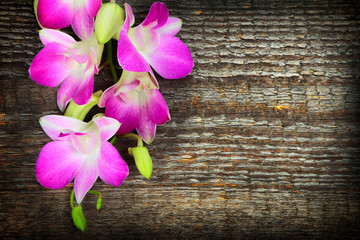 Cymbidium