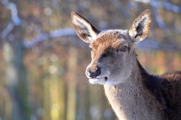 Rotwild (Cervus elaphus)