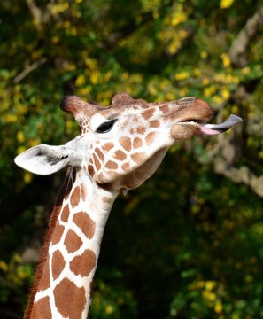 Giraffe (Giraffa camelopardalis)