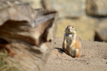 Präriehund (Cynomys)